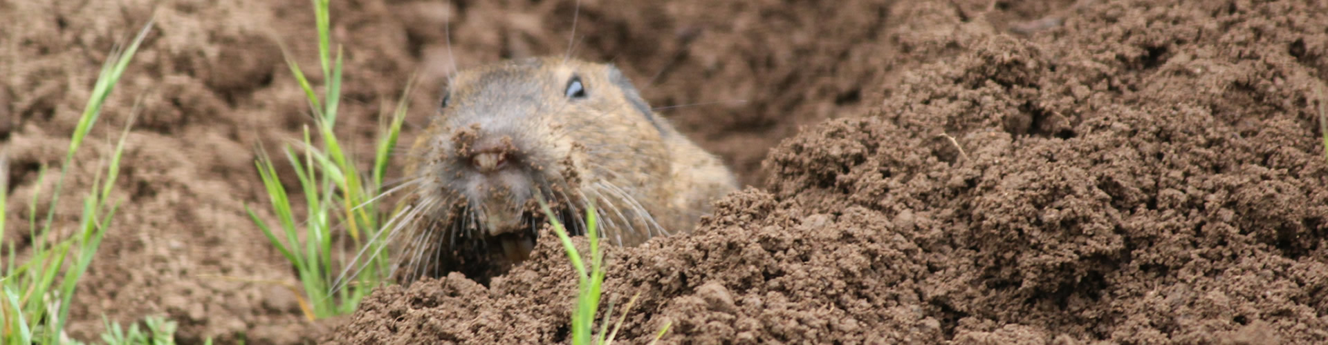 Gopher Control San Mateo