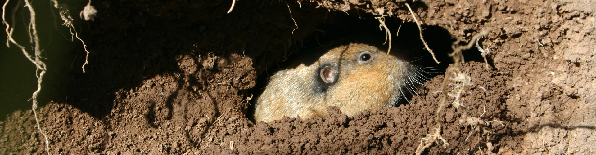 Gopher Control San Mateo